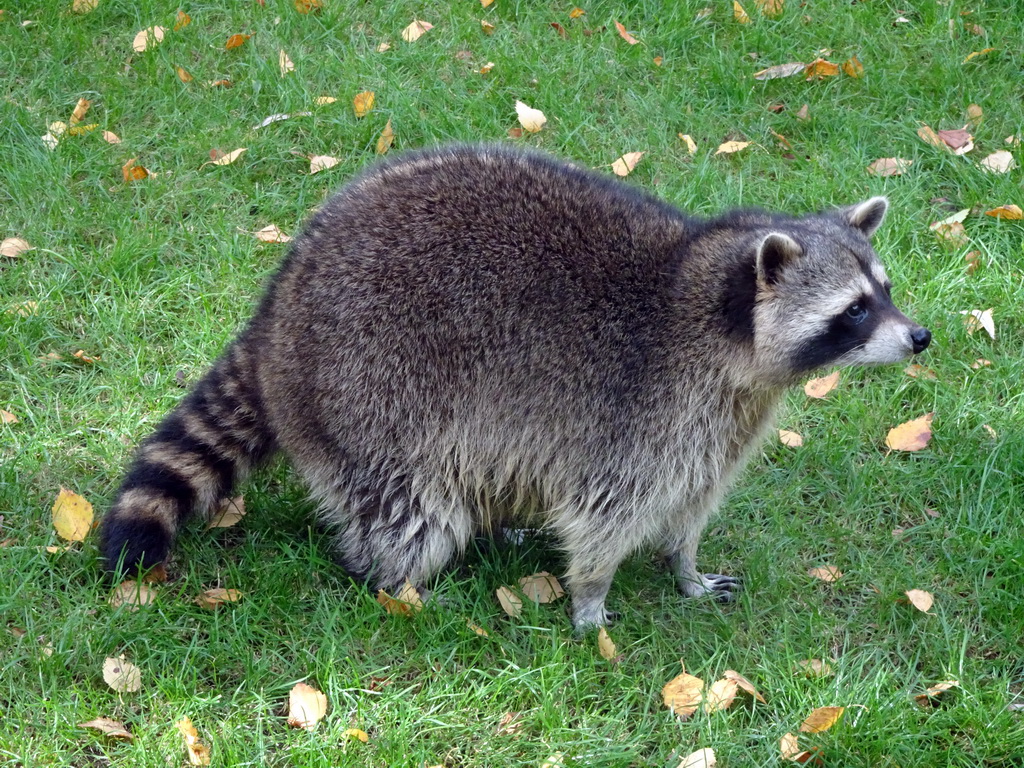 Raccoon at BestZoo