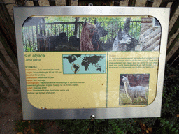 Explanation on the Alpaca at BestZoo