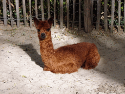 Alpaca at BestZoo