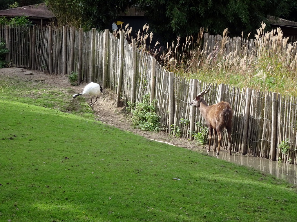 Red-crowned Crane and Sitatunga at BestZoo