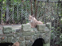 Eurasian Lynx at BestZoo