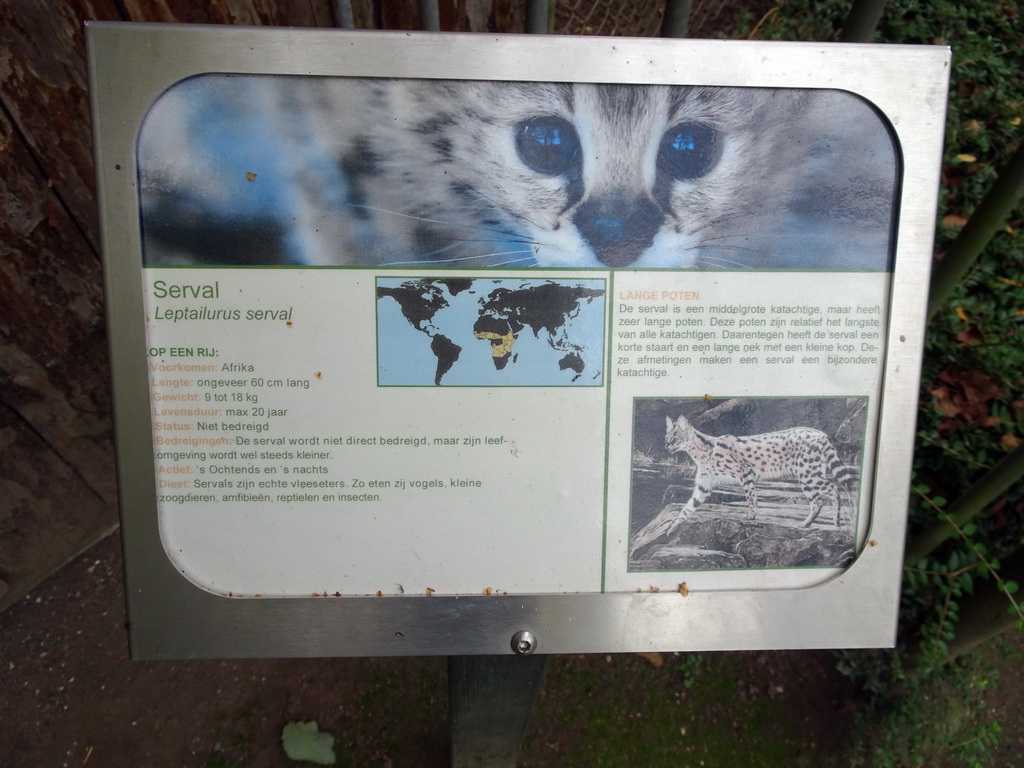 Explanation on the Serval at BestZoo