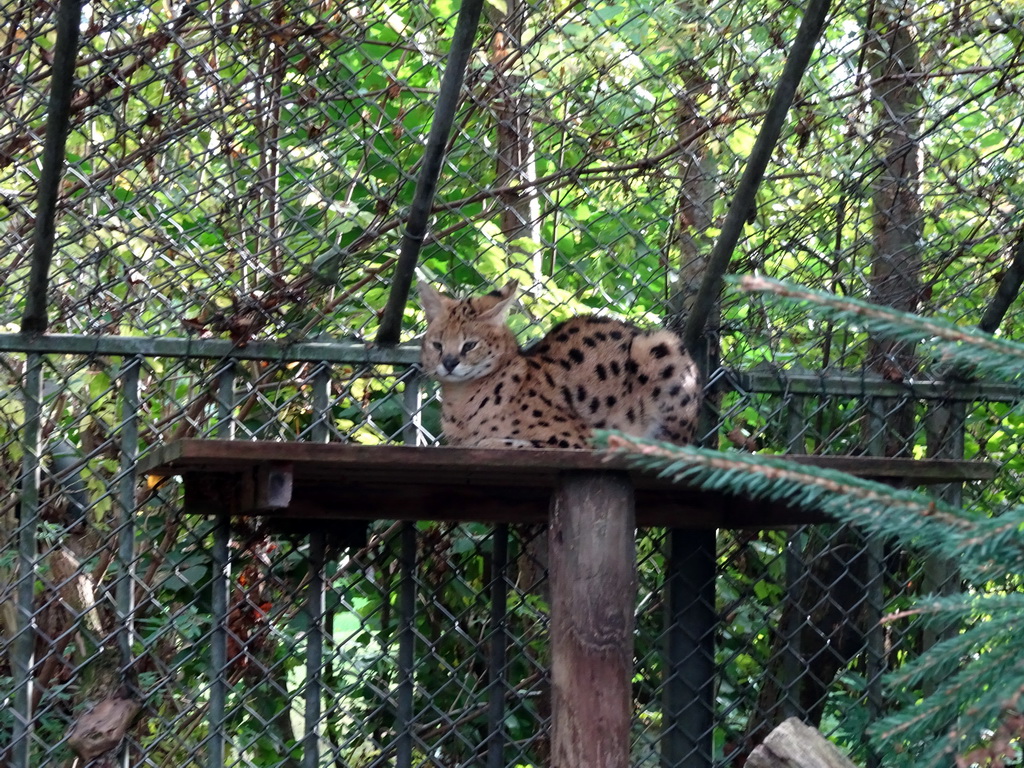 Serval at BestZoo