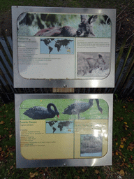 Explanation on the Common Wallaroo and Black Swan at BestZoo