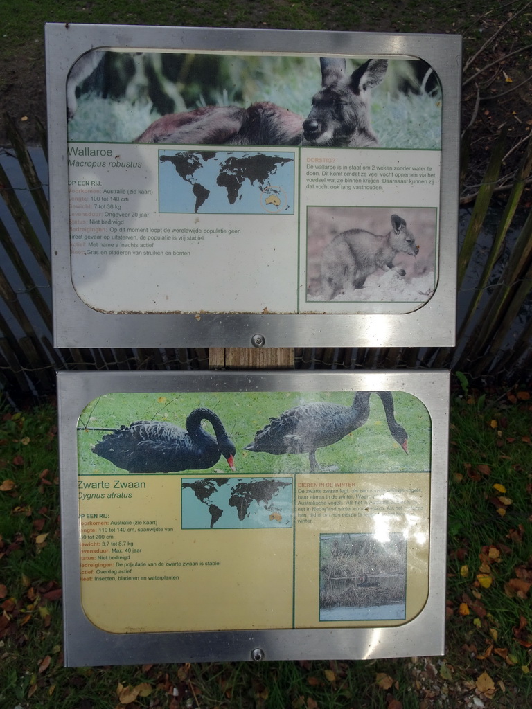 Explanation on the Common Wallaroo and Black Swan at BestZoo