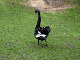 Black Swan at BestZoo