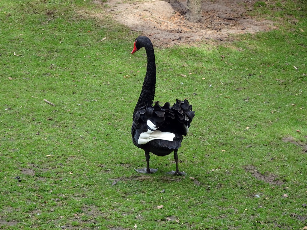Black Swan at BestZoo