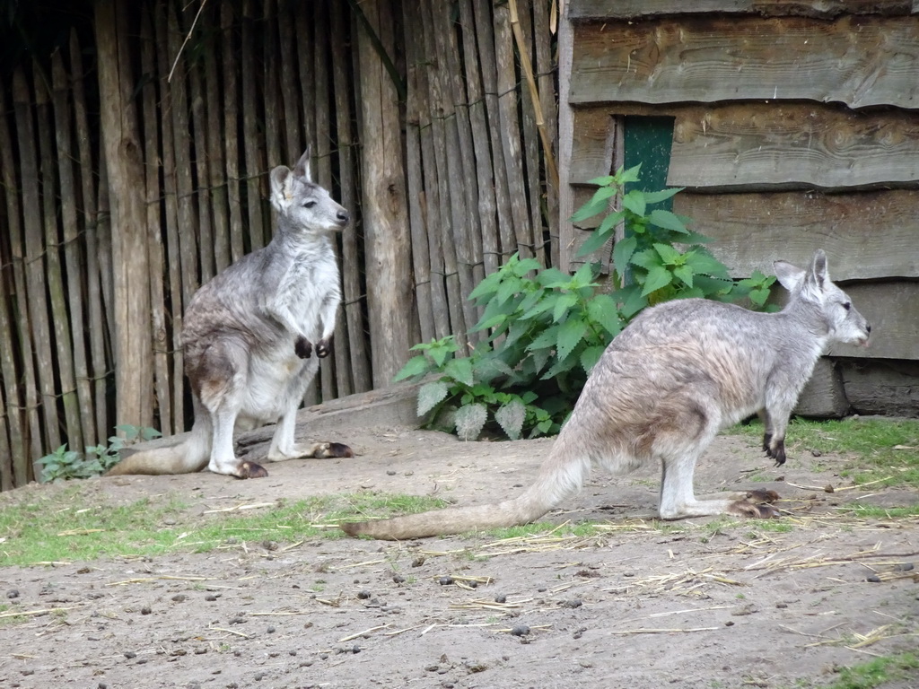 Common Wallaroos at BestZoo