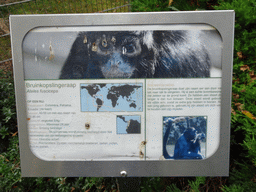 Explanation on the Black-headed Spider Monkey at BestZoo