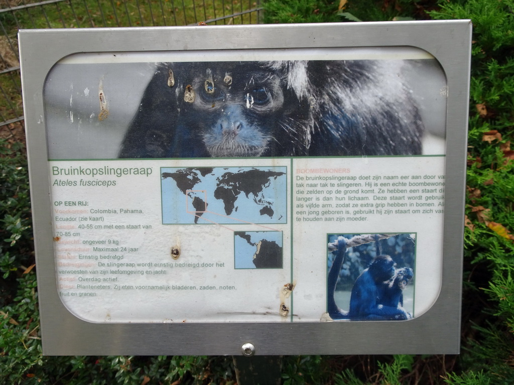 Explanation on the Black-headed Spider Monkey at BestZoo