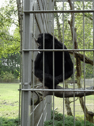 Black-headed Spider Monkey at BestZoo