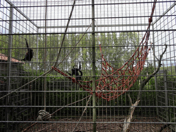 Black-headed Spider Monkeys at BestZoo