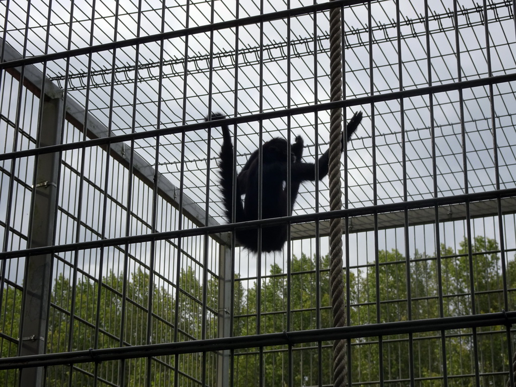 Black-headed Spider Monkey at BestZoo