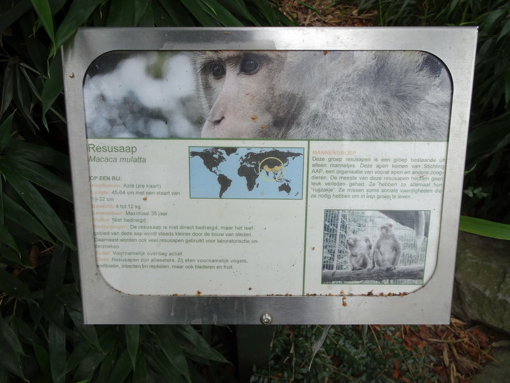 Explanation on the Rhesus Macaque at BestZoo