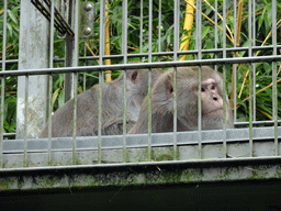 Rhesus Macaques at BestZoo