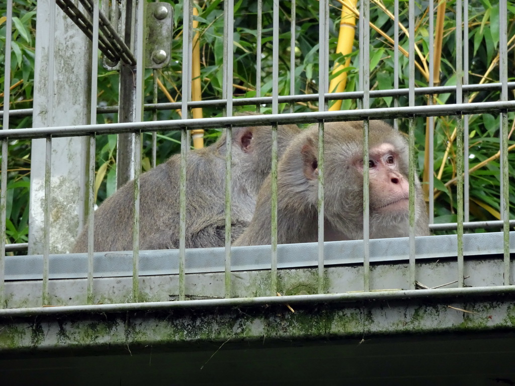 Rhesus Macaques at BestZoo