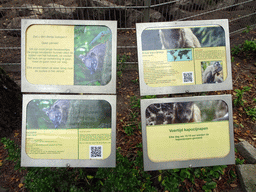 Explanation on the South American Coati and the Tufted Capuchin at BestZoo