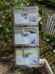 Explanation on the Reeves`s Muntjac, Maguari Stork and Southern Screamer at BestZoo