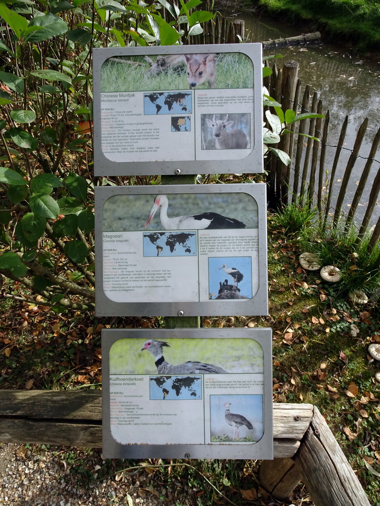 Explanation on the Reeves`s Muntjac, Maguari Stork and Southern Screamer at BestZoo