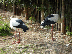 Maguari Storks at BestZoo