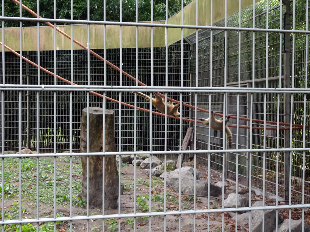 South American Coatis at BestZoo