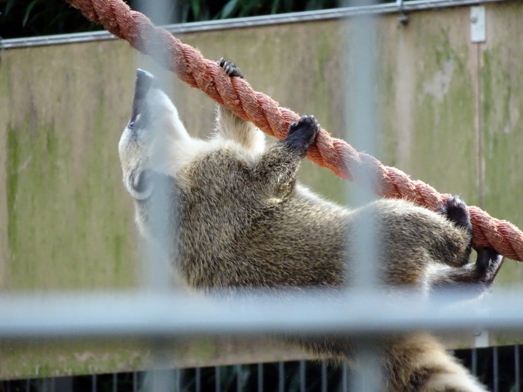 South American Coati at BestZoo