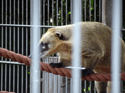 South American Coati at BestZoo