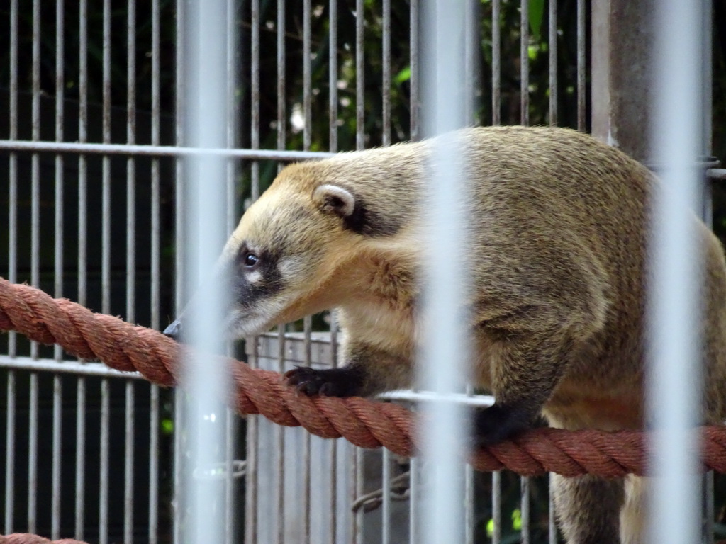 South American Coati at BestZoo