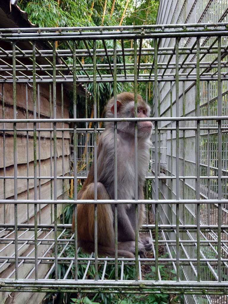 Tufted Capuchin at BestZoo