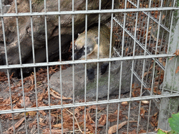 South American Coati at BestZoo