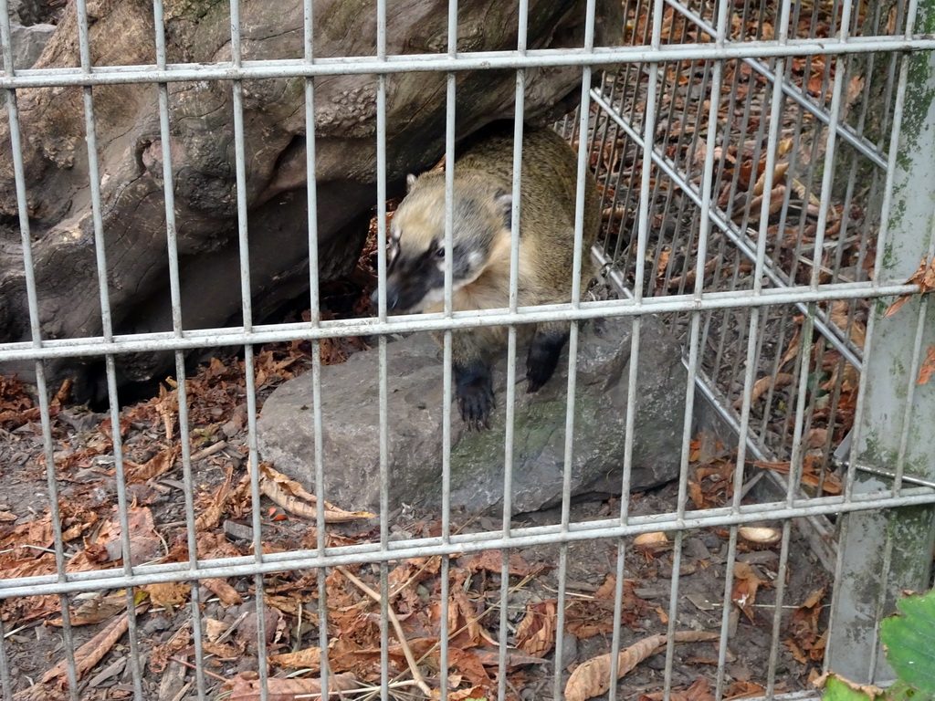 South American Coati at BestZoo