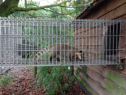 South American Coati at BestZoo