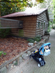 Max with a South American Coati at BestZoo