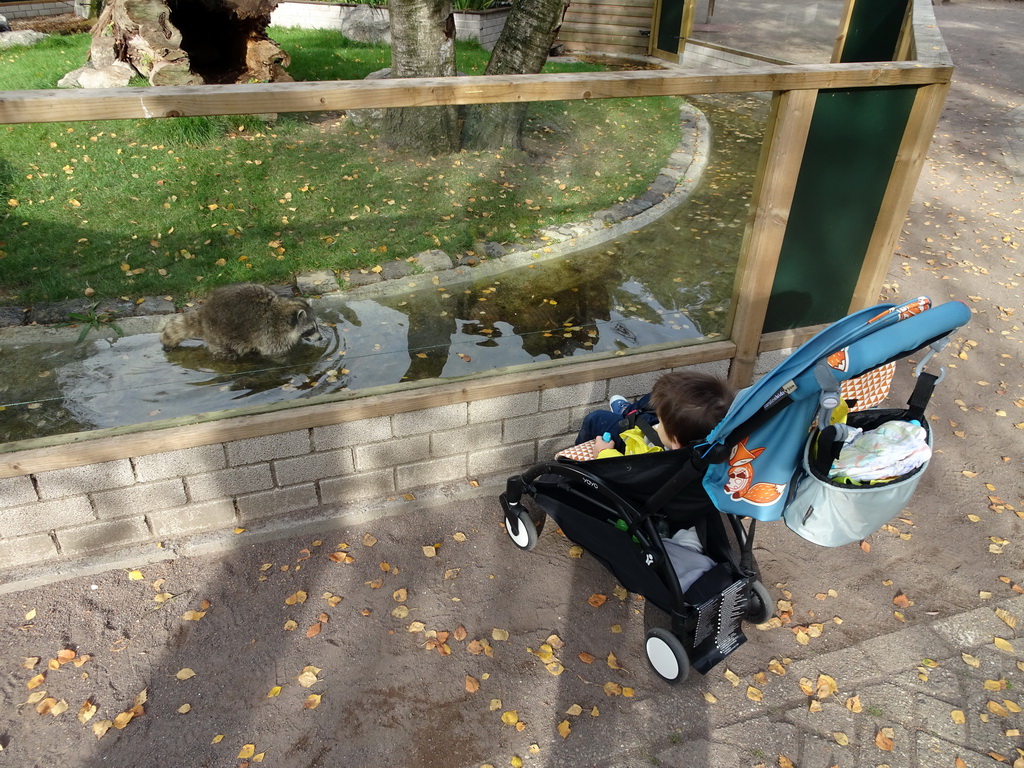 Max with a Raccoon at BestZoo