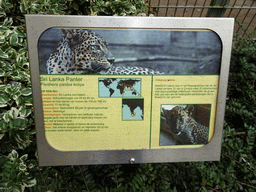 Explanation on the Sri Lankan Leopard at BestZoo