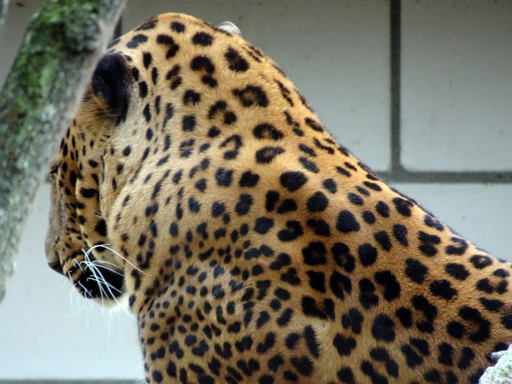 Sri Lankan Leopard at BestZoo