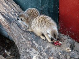 Eating Meerkats at BestZoo
