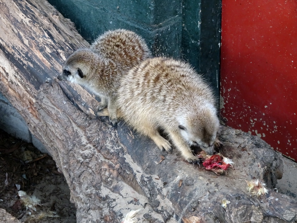 Eating Meerkats at BestZoo