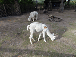 Alpacas at BestZoo