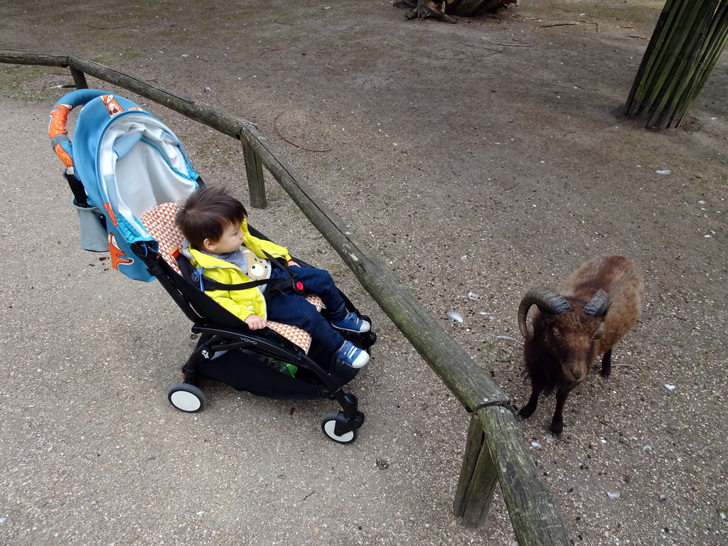 Max with a goat at BestZoo