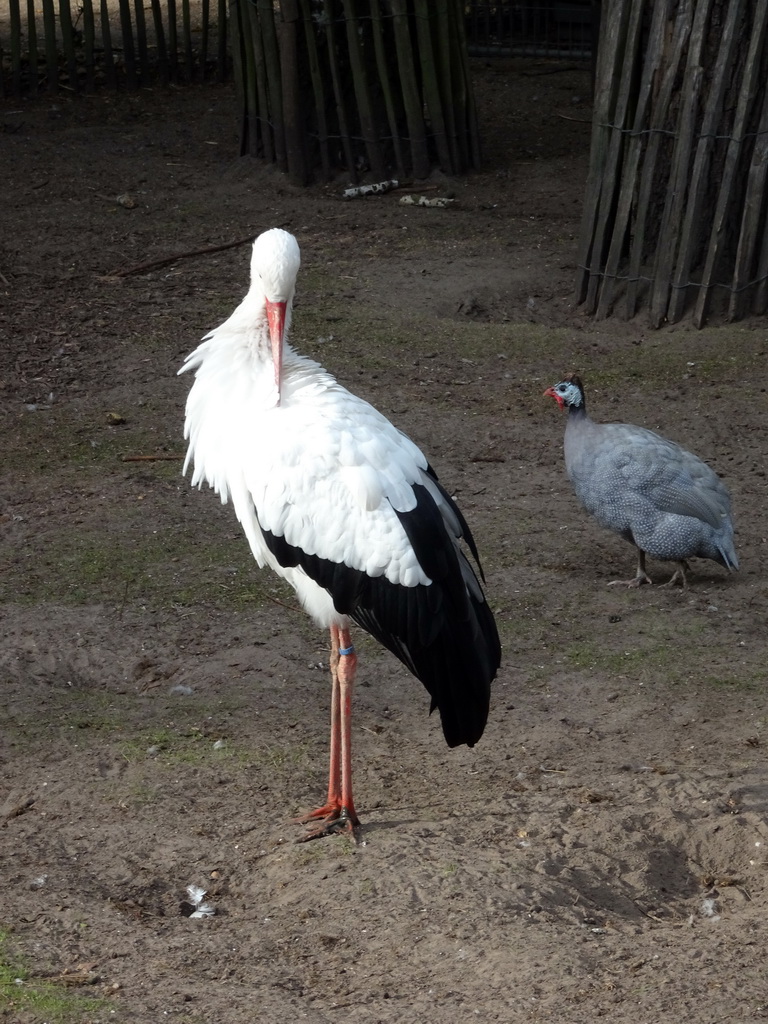 Maguari Stork and Chicken at BestZoo
