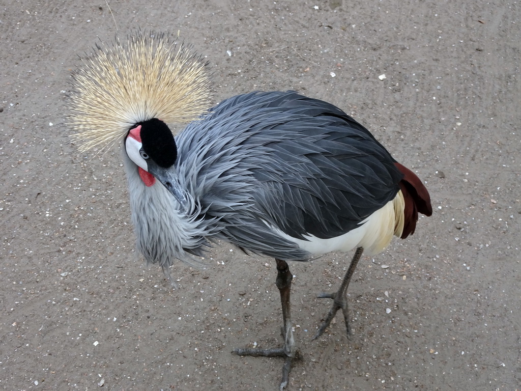 Black Crowned Crane at BestZoo