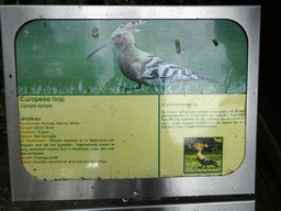 Explanation on the Hoopoe at BestZoo