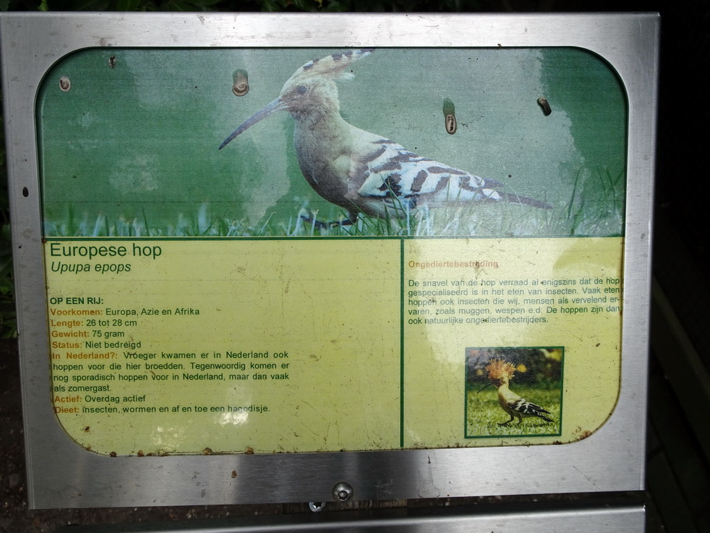 Explanation on the Hoopoe at BestZoo