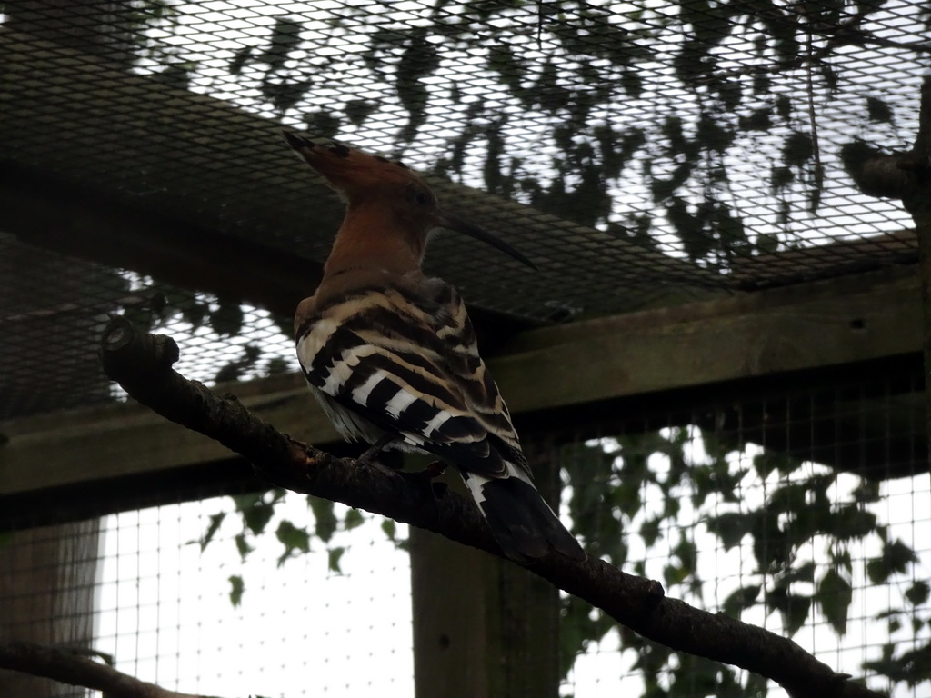 Hoopoe at BestZoo