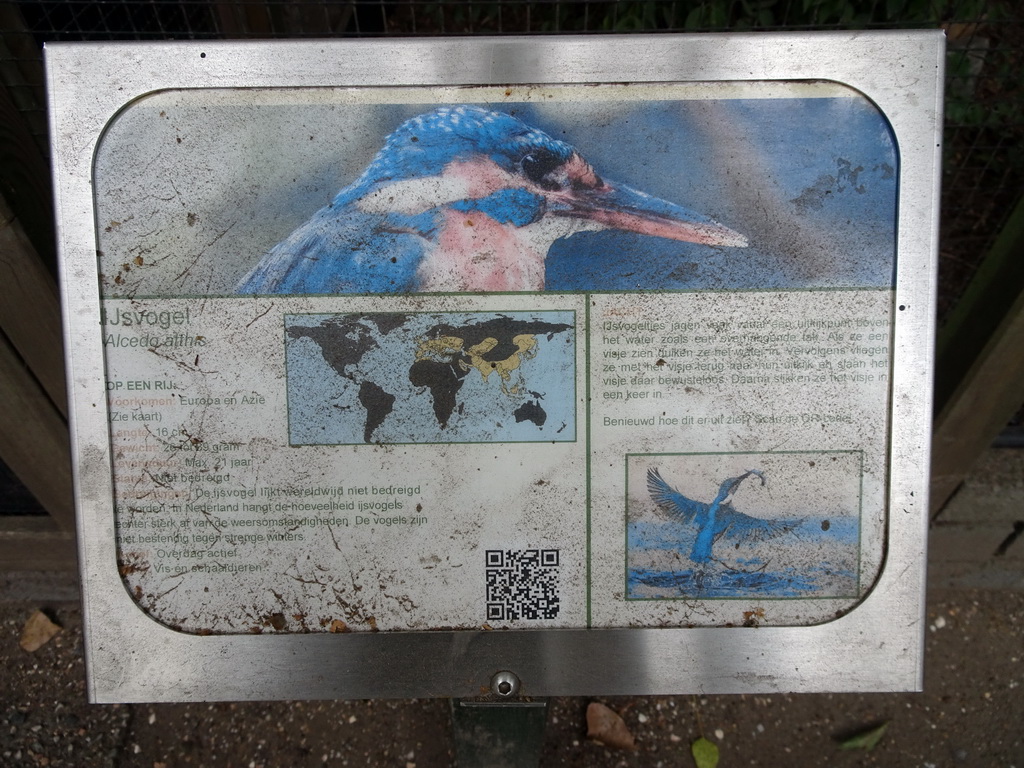 Explanation on the Common Kingfisher at BestZoo