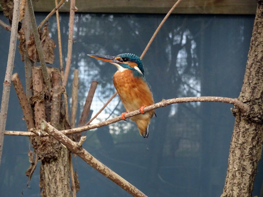 Common Kingfisher at BestZoo