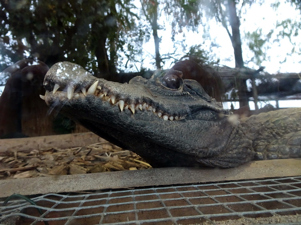 Dwarf Crocodile at BestZoo