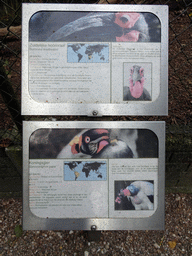 Explanation on the Southern Ground Hornbill and King Vulture at BestZoo