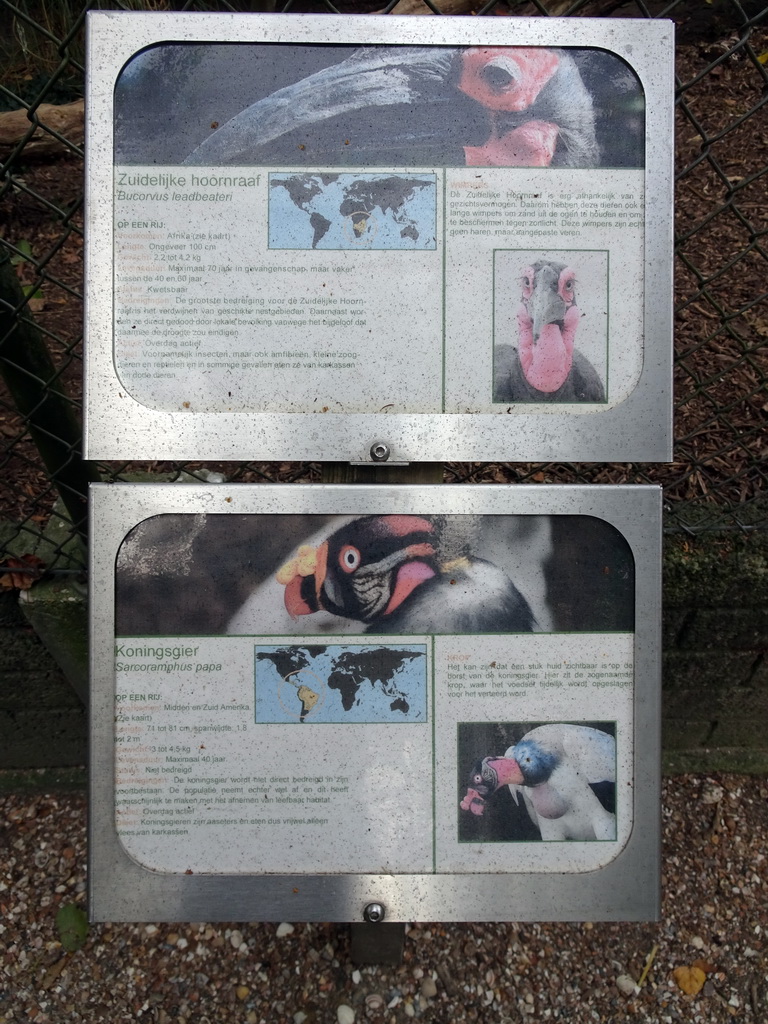 Explanation on the Southern Ground Hornbill and King Vulture at BestZoo